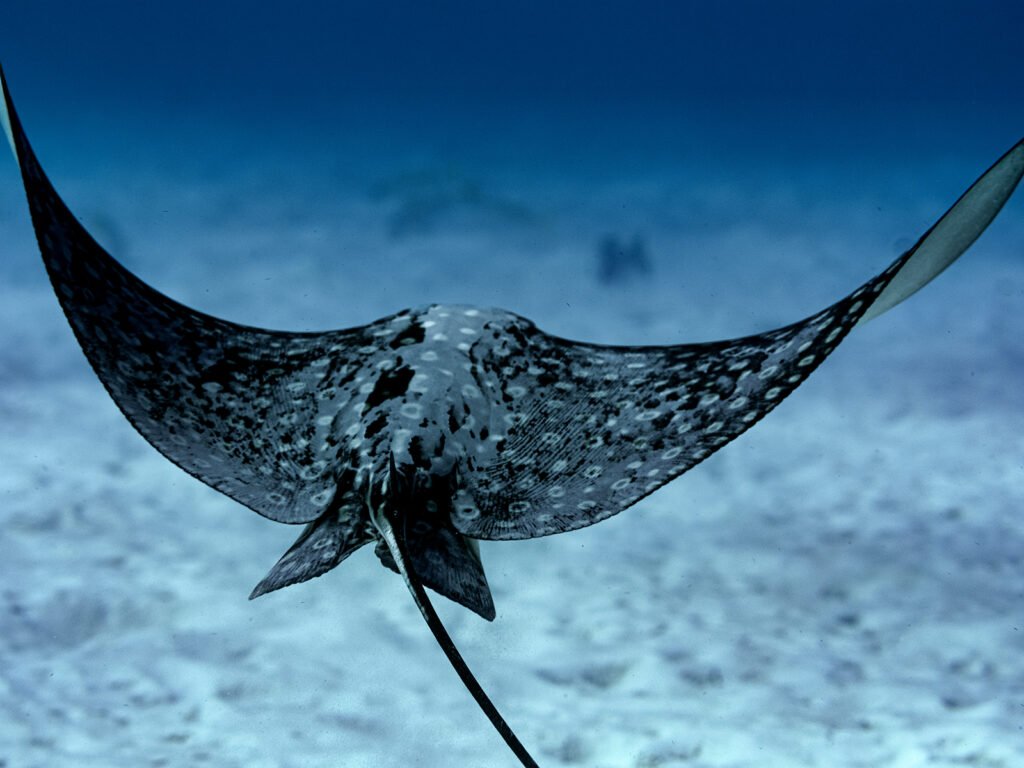 manta ray