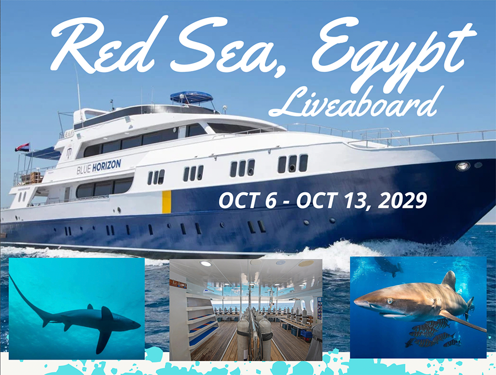 red sea 2029 square